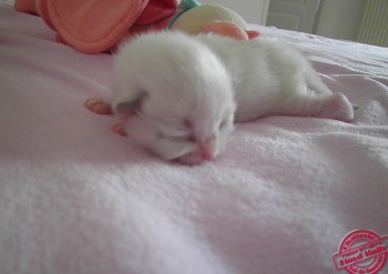 chaton ragdoll n°1 - 6 jours - Chatterie Ragdolls du Val de Beauvoir